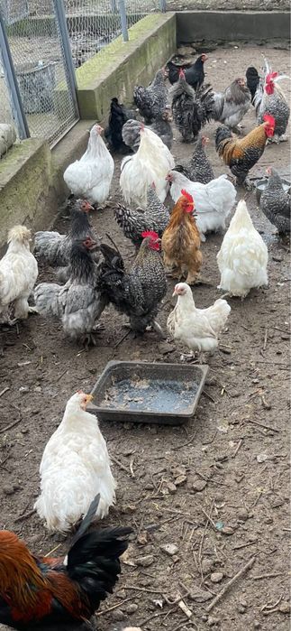 Продам карликовые курочки и петушки