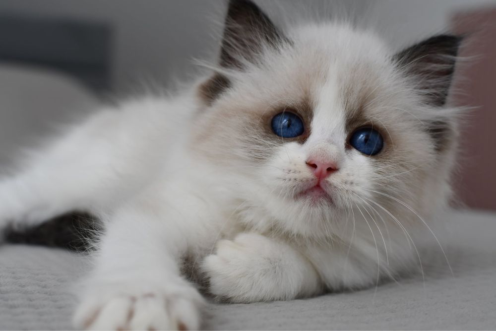 Kocurek kotka ragdoll blue bikolor*rodowód FIFE*wychowane z dzieci