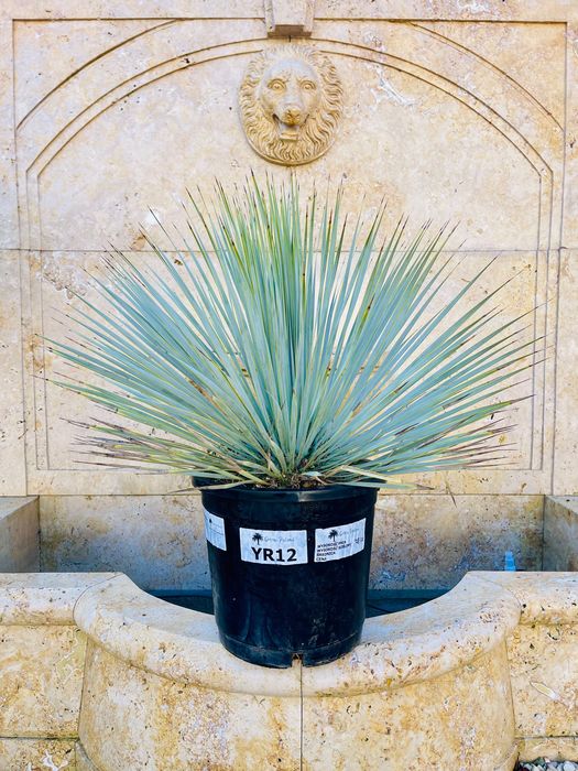 Yucca Rostrata Juka 60-80cm mrozoodporna -20