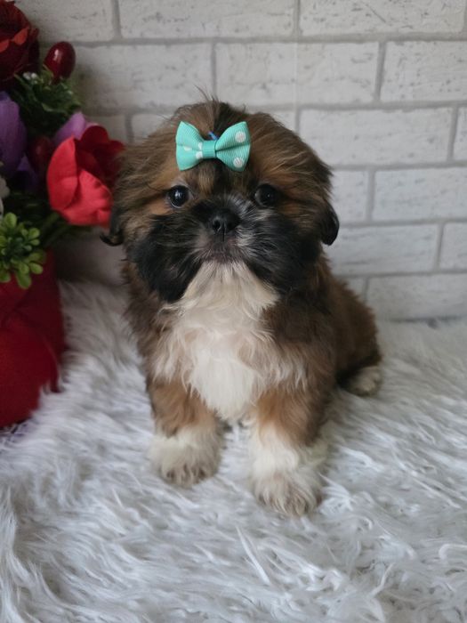 Shih Tzu suczka 2 msc