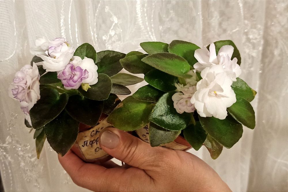 Мини, полумини фиалки