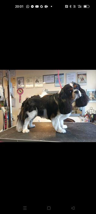 Salon Pielęgnacji Psów ALEX