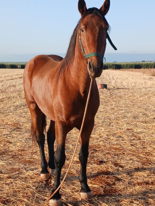 Vendo cavalo montado manso