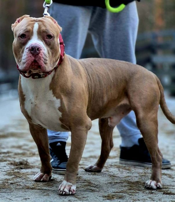 Zapowiedź miotu SCKK Bully Legend XL