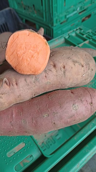 Batata doce comum e batata doce laranja