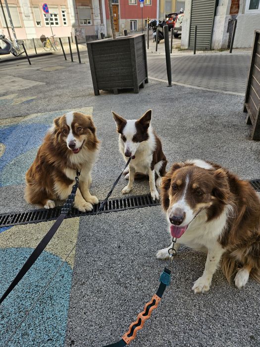 Passeio Amigo Lisboa - Estadia Familiar Canina - Dog Walker