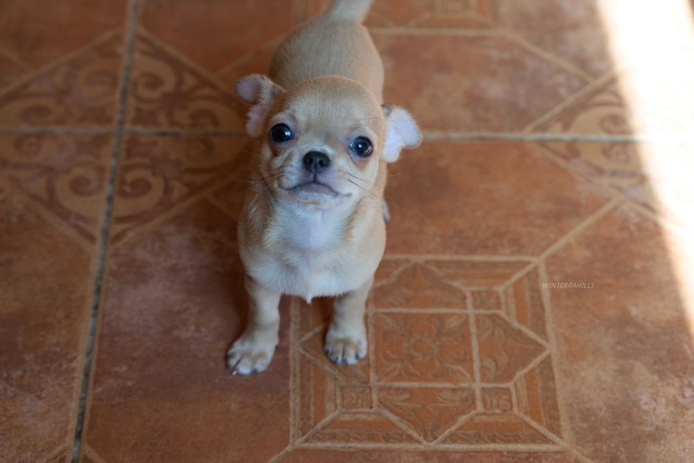 хлопчик та дівчинка Чивава в гарних окрасах  chihuahua