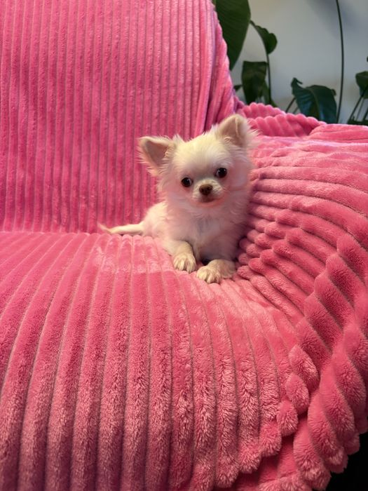 Chihuahua przepiękny 6 miesięczny chłopak