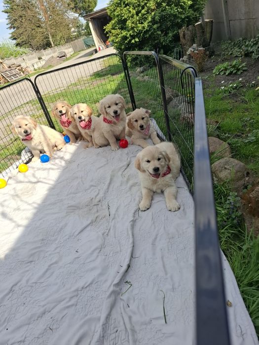 Piekny piesek Golden Retriever