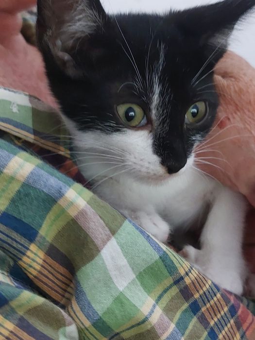 Gatinhas bebés com esterilização gratuita para adoção