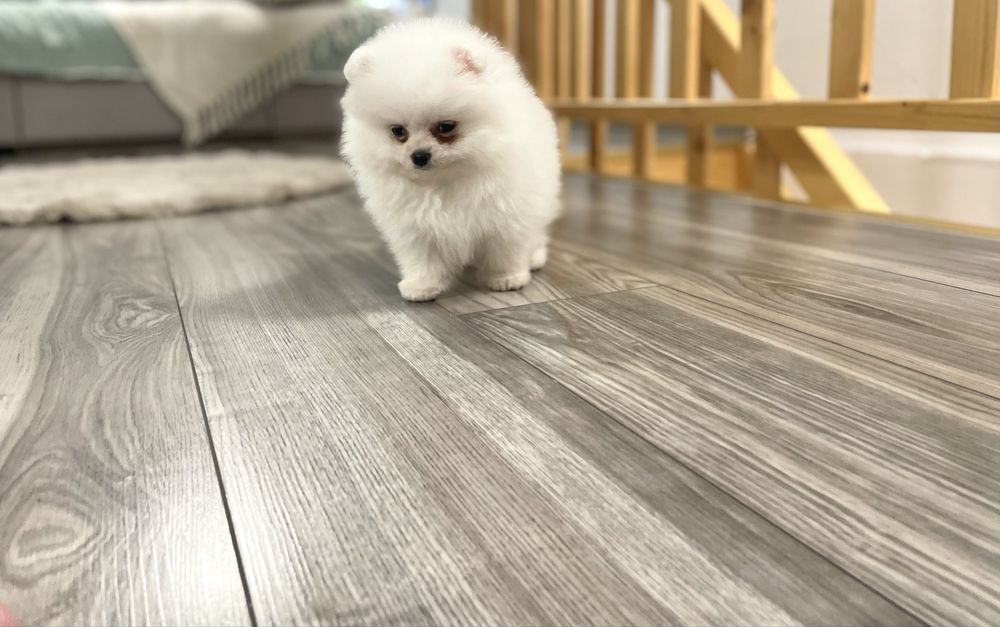 Pomeranian biały misio