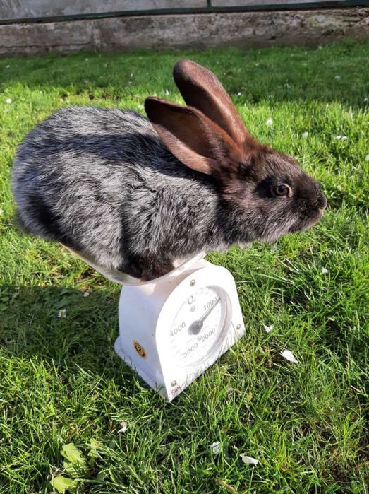 Кролі Полтавське срібло 150 гр.