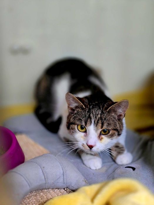 Mała Mi - piękna, młoda kocica do adopcji. Kot szuka domu.