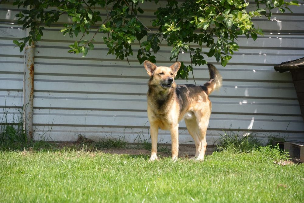 Simba-pies szuka doswiadczonego domu! Adopcja