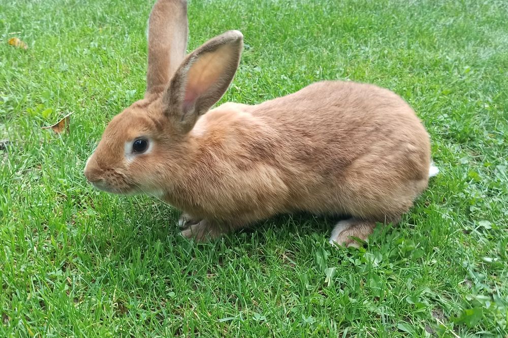 Królik do dalszej hodowli