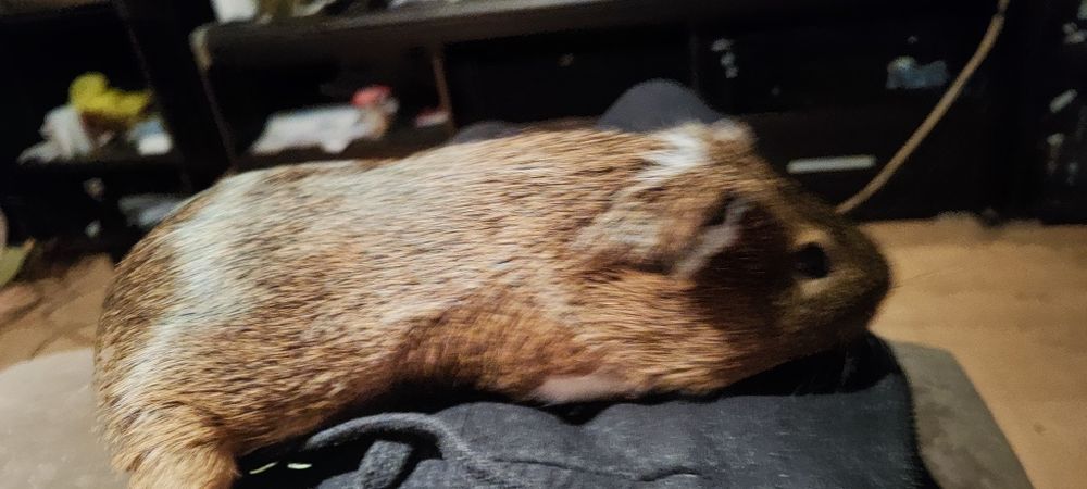 Świnka morska (kapi)