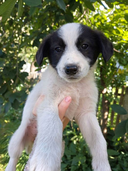 У добрі руки , залишилось 2 дівчинки