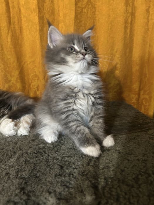 Котенок мейн-кун голубой дым