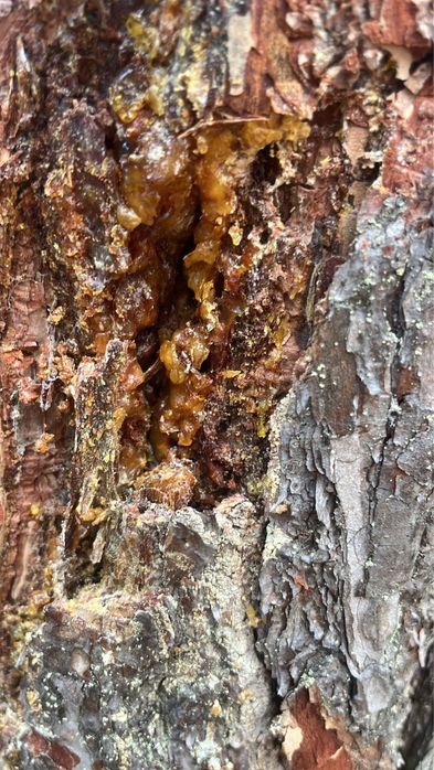 Żywica sosny i świerku