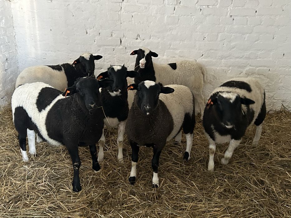 Барани, вівці, ярки: крос дорпер, романовка, едильбай (курдючний)