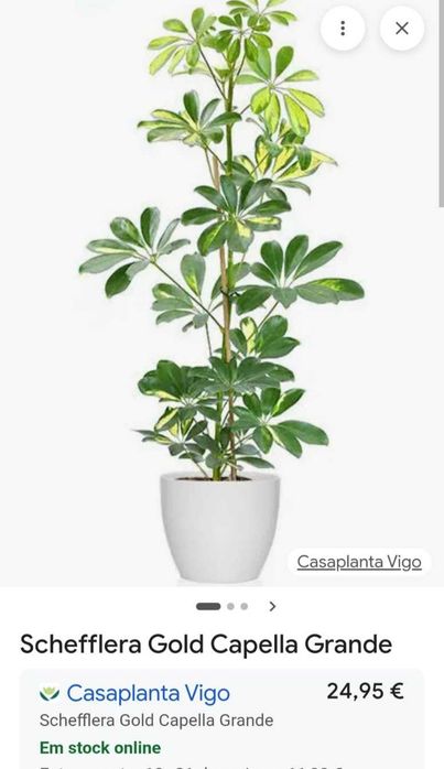 Planta Schefflera gold Capella grande
