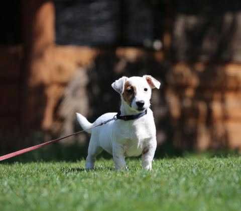 Jack Russel Terrier szczeniak