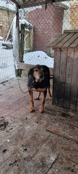 Карпатська гонча