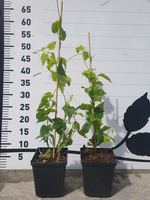 sadzonki chmiel doniczka lomik saaz lubelski