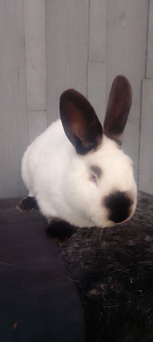 Кролики каліфорнійці