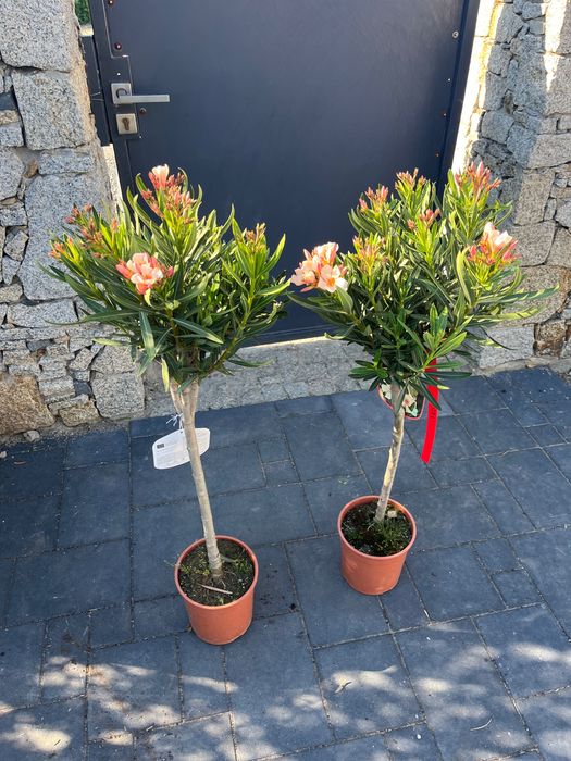 Oleander na pniu ANGIOLO PUCCI