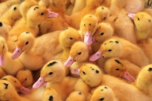 Яйце інкубаційне Муларда оптом