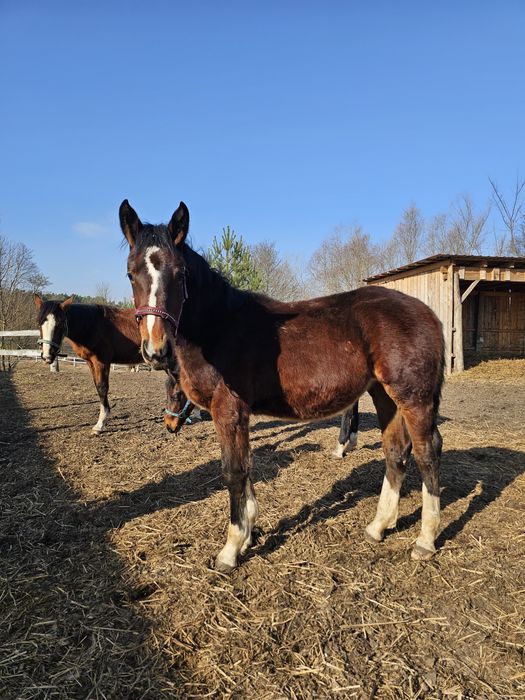 Klacz śląska para klaczy