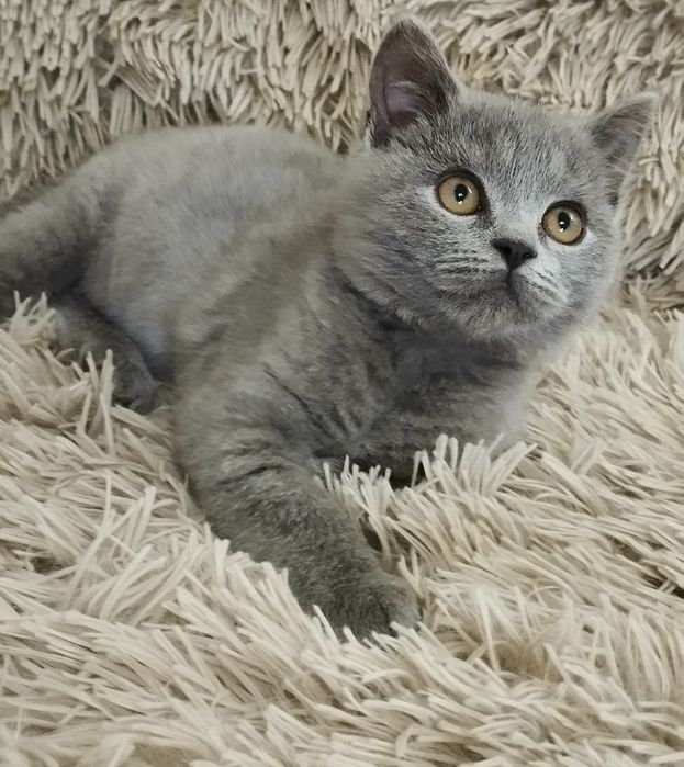 Шотландский скоттиш страйт мальчик