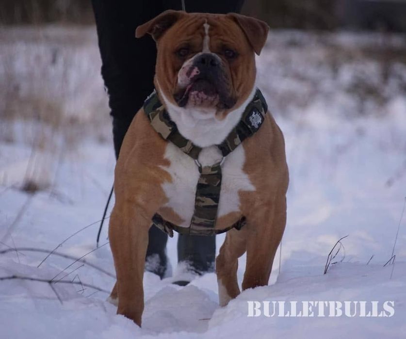 Buldog Amerykański