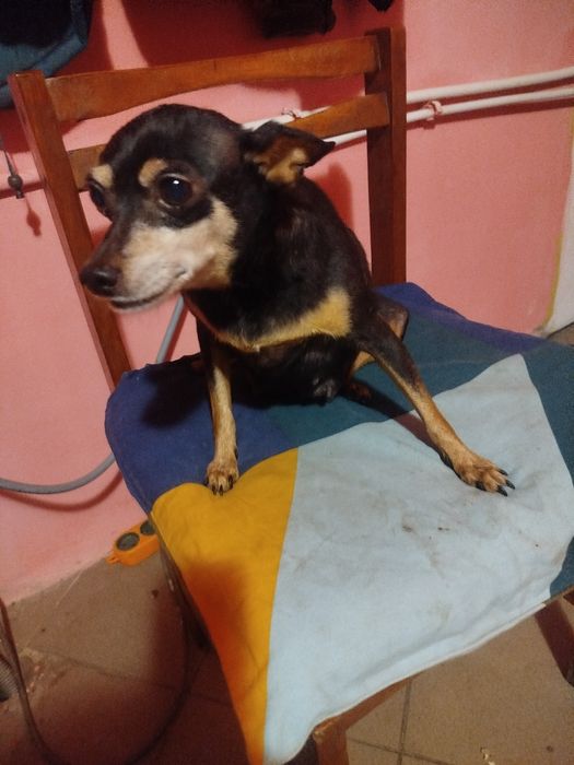 Продам ,цуценят породи Той терьєра звернення за номером телефону