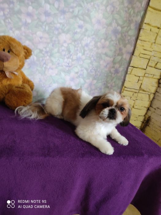 Продаёт мини девочка