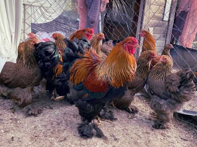 Яйце на інкубацію. Курчат. Кохінхін - срібло, куріпчаста, смугаста.