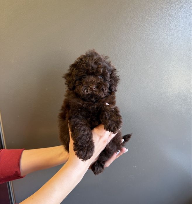 Той пудель дівчинка шоколад