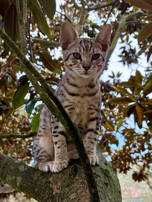 Gato de raça Savannah