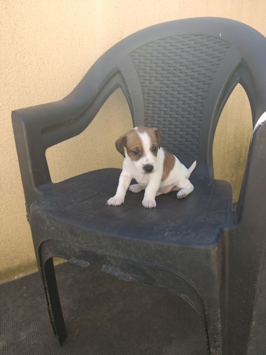 Jack russell terrier macho Espetacular