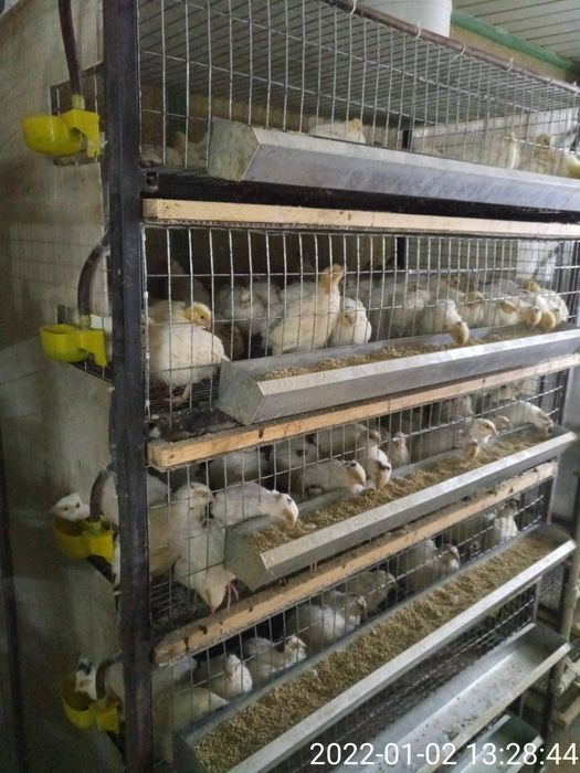 Трёх недельные техасские перепела.