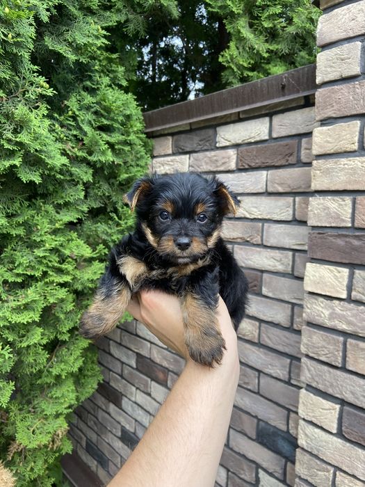 Хлопчик йорк стандарт