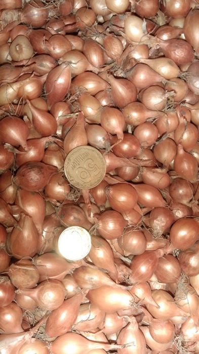 Продається арпаджик