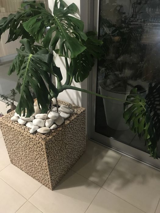Vaso e planta natural