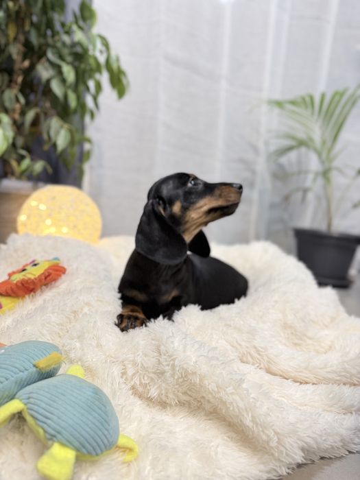 Teckel excelente menino com Lop