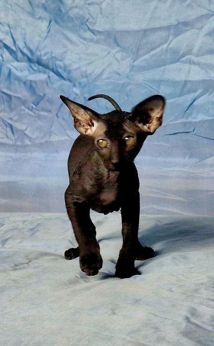 Peterbald kociak