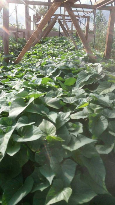 rama de batata doce