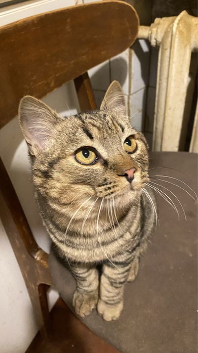 Котик 5-6 месяцев