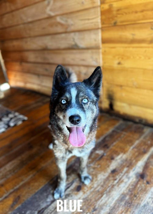 W typie husky, Blue szuka domu