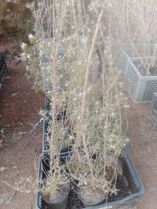 Plantas Não Frutíferas e outras variedades